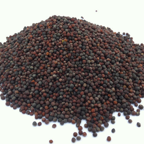 Spring Canola Oil Seeds