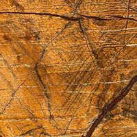 Rain Forest Gold Marble - Customized Slabs | Beautiful Gold Color With Intricate Veining, Polished Surface Finishing