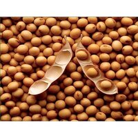 Indian Soyabean
