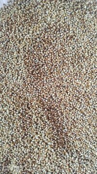 Pearl Millet