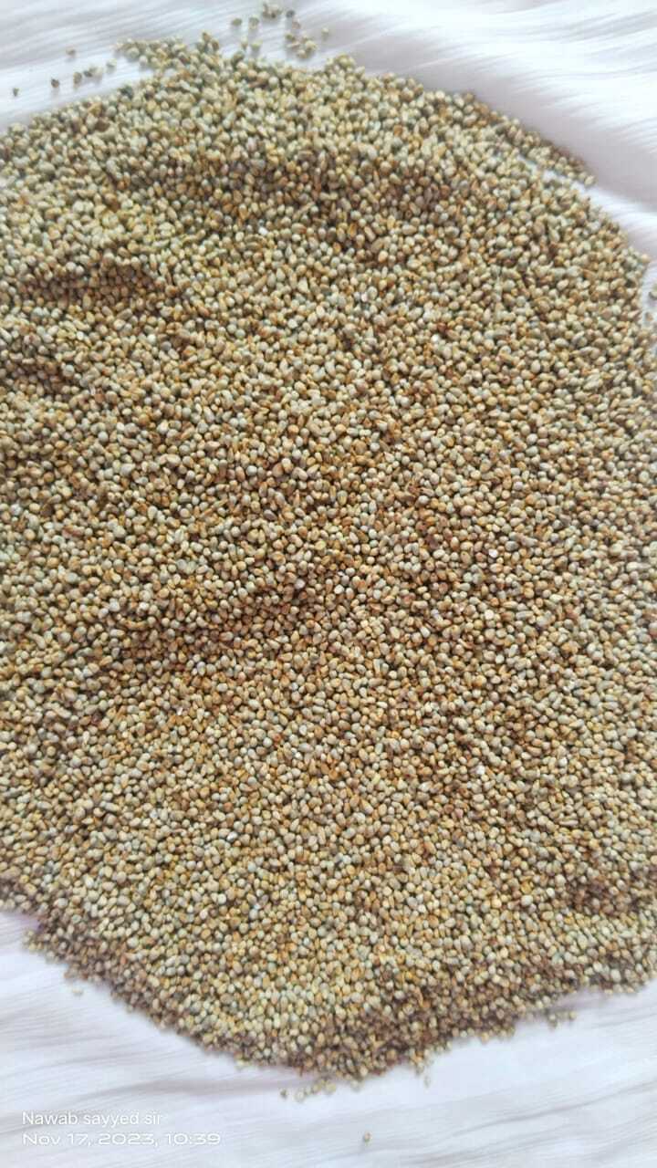 Pearl Millet