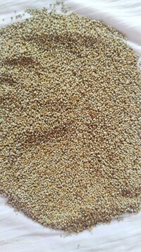 Pearl Millet