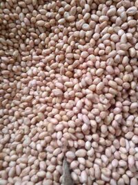 Peanut Kernel - Color: Brown