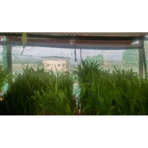 Plastic Coated Hydroponic Grass Systems - 240 Try Setup ( Green Fodder -300 Kg-day)