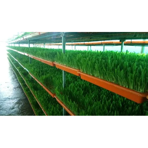 Hydroponic Fodder Machine - 408 Tray Set up ( Green Fodder 500Kg-Day )