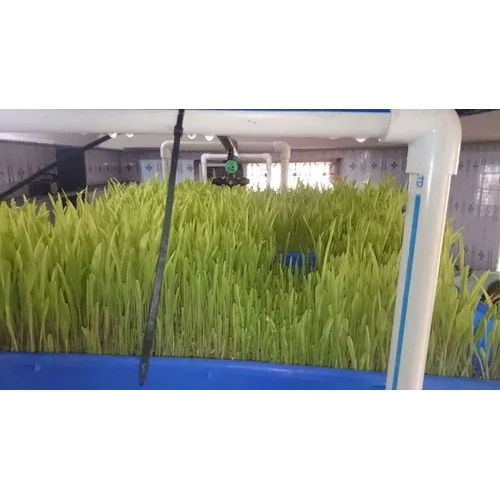 Plastic Coated Automated Hydroponic Green Fodder Machine