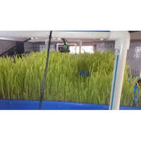 Automated Hydroponic Green Fodder Machine