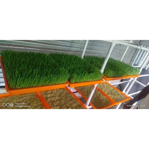 Hydroponic Grass Fodder Machine