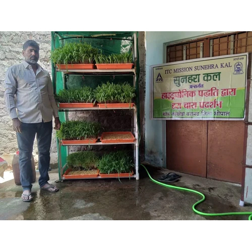 Hydroponic Chara
