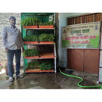 Hydroponic Chara