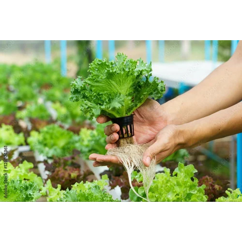 Aeroponic Tower Farming