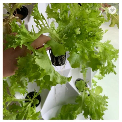 Pineapple Round Aeroponics Systems