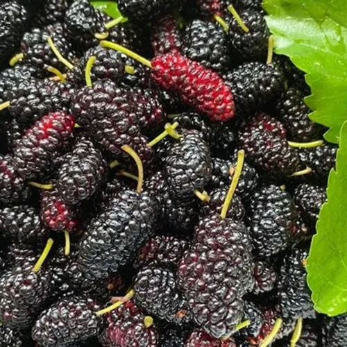 Common Mulberry Fruits