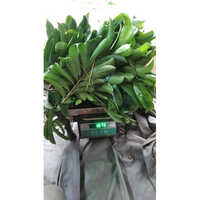 Soursop Leaves Age Group: For Adults