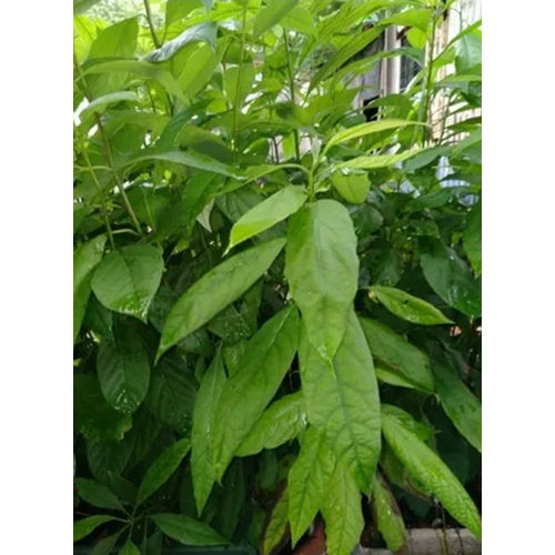 Different Available Hass Avocado Plant From New Zealand