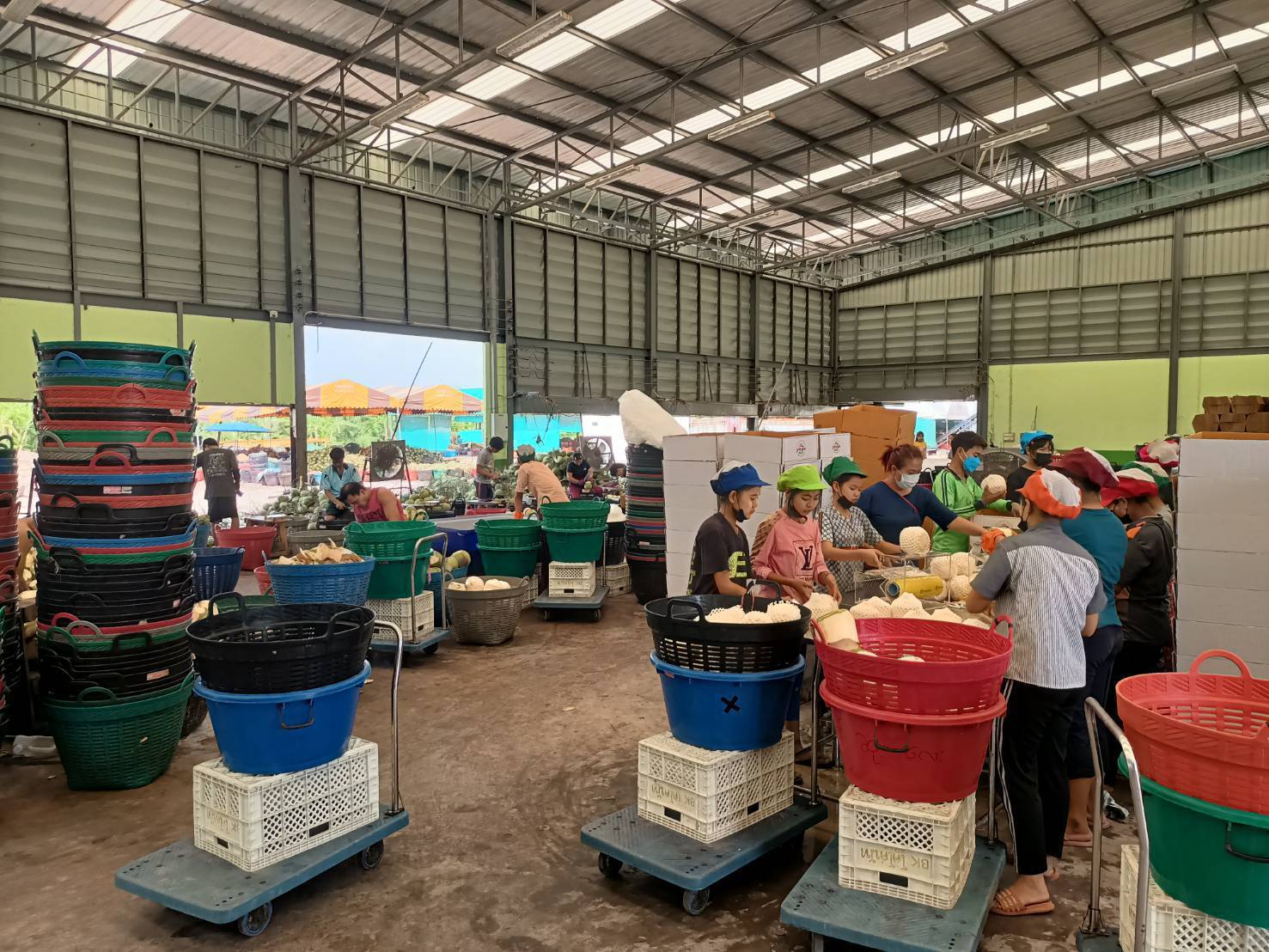 Fresh Coconut / Young Coconut