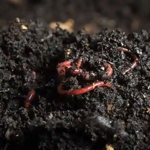 Agriculture Vermicompost Fertilizer Granular