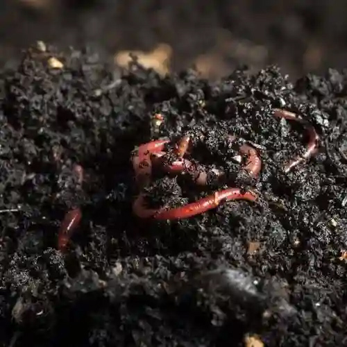 Agriculture Vermicompost Fertilizer