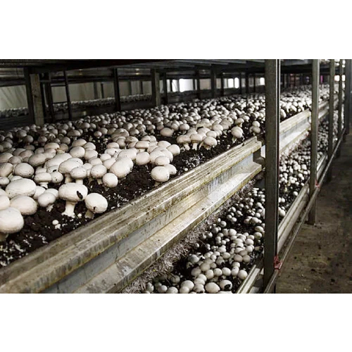 Mushroom Cold Storage Rooms