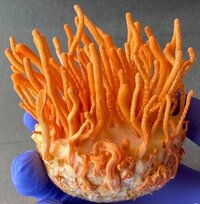 Cordyceps Miltaris Fresh Mushrooms - Color: Bright Orange