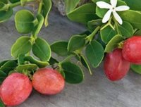 Thai Sweet Karonda Cherry plants