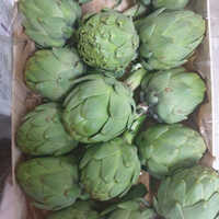 Green A Grade Fresh Artichoke
