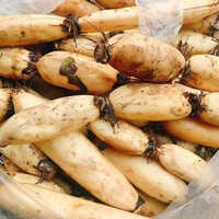 A Grade Lotus Root