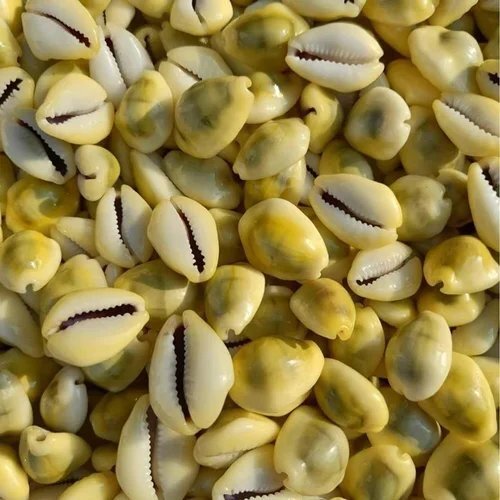 Shubh Sanket Vastu Yellow Kavdi Per Kg