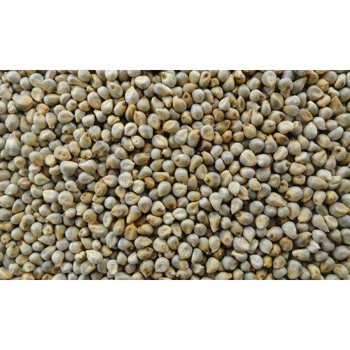 Bajra Seeds