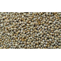 Bajra Seeds