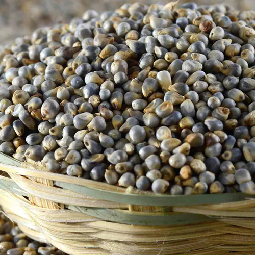 Bajra Seeds