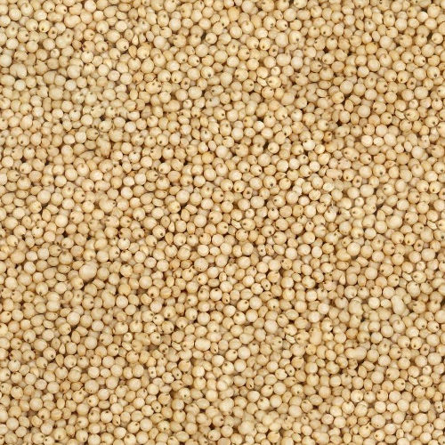 Common Jawar Seeds