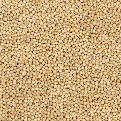 Jawar Seeds