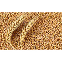 Wheat Seeds