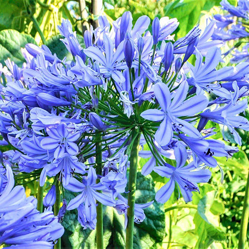 Lovely Blue Agapanthus Flower Bulbs