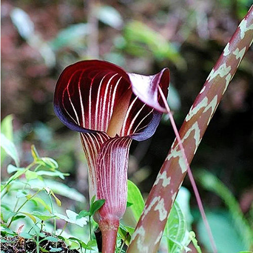 Arisaema Tubers Flower Bulbs