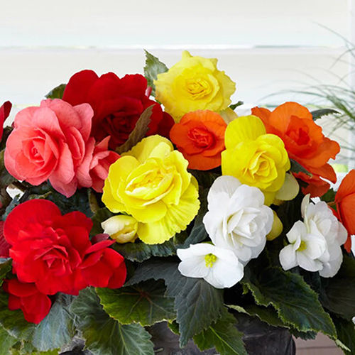 Bold Rainbow Begonia Flower Bulbs