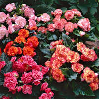 Begonia Flower Bulbs