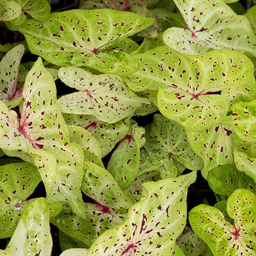 Bright And Beautiful Caladium Flower Bulbs