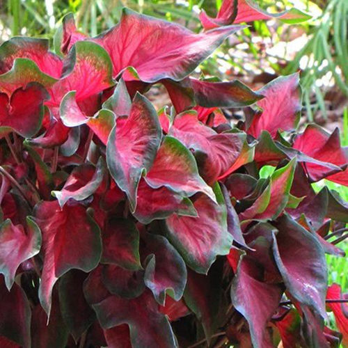 Brilliant Red Caladium Flower Bulbs