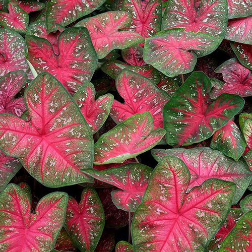 Stunning Pink Caladium Flower Bulbs