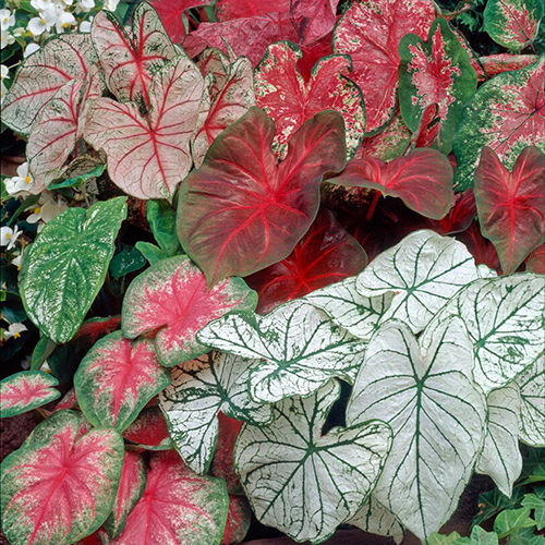 Caladium Flower Bulbs