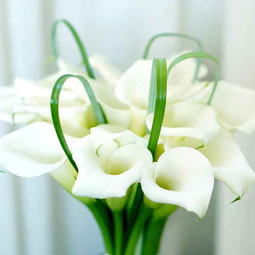 Pure White Calla Lily Flower Bulbs