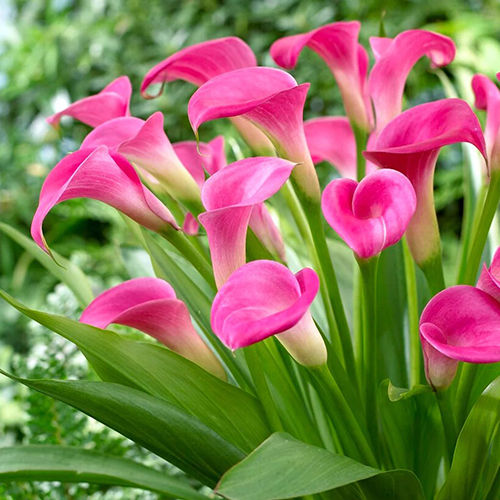 Pink Calla Lily Flower Bulbs