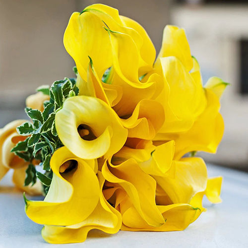 Yellow Calla Lily Flower Bulbs Size: Customized