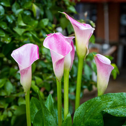 Perfectly Pink Calla Lily Flower Bulbs