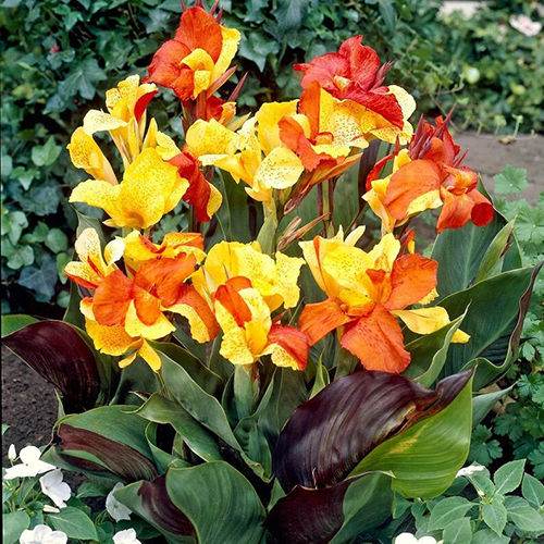 Beautiful Bi-Color Flowering Canna Bulbs