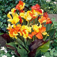 Beautiful Bi-Color Flowering Canna Bulbs