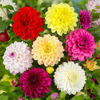 Mixed-Color Dahlia Tubers Flower Bulbs