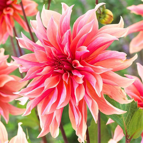 Soft Peach And Bright Pink Dahlia Flower Bulbs